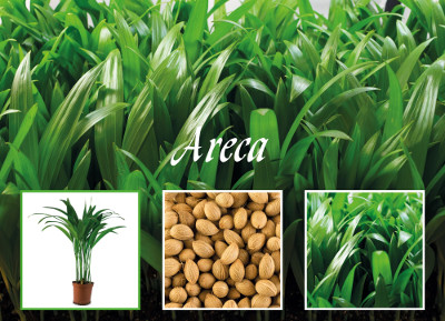 Areca seeds