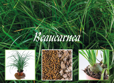 Beaucarnea seeds