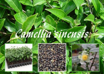 Camellia Sinensis seeds