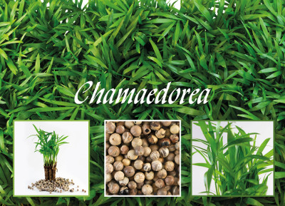 Chameadorea seeds
