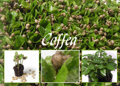 Coffea seeds