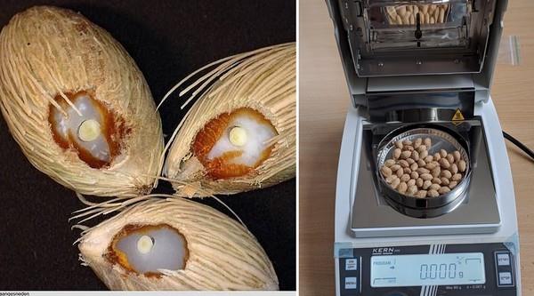 Dypsis seeds cut on the left, on the right on the scale