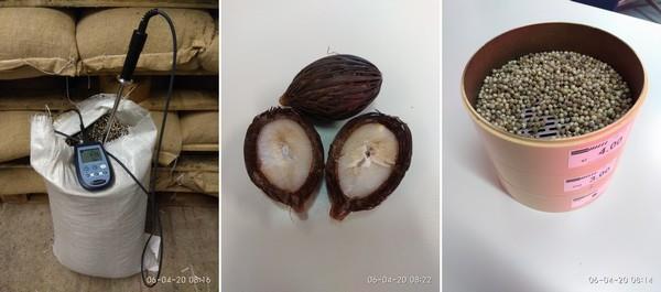 measurements on the seed, cross section of Wodyetia bifurcata, Chamaedorea elgans are sieved