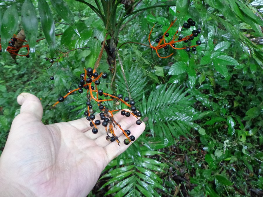 Inspecting the harvest of chamaedorea seeds in Mexico