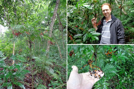 Searching for Chamaedorea in Mexican forests