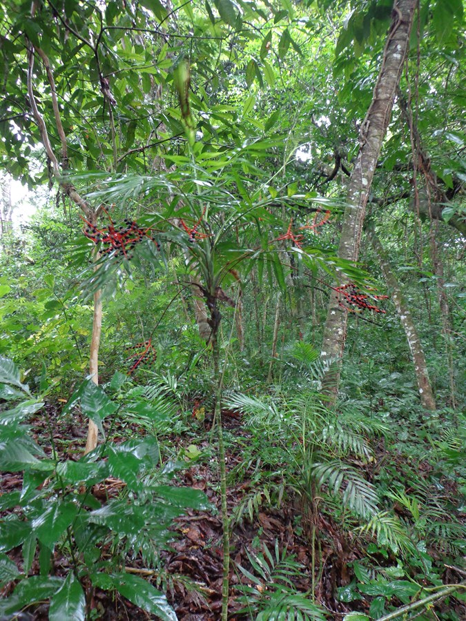 Inspection de la moisson des graines de Chamaedoera au Mexique