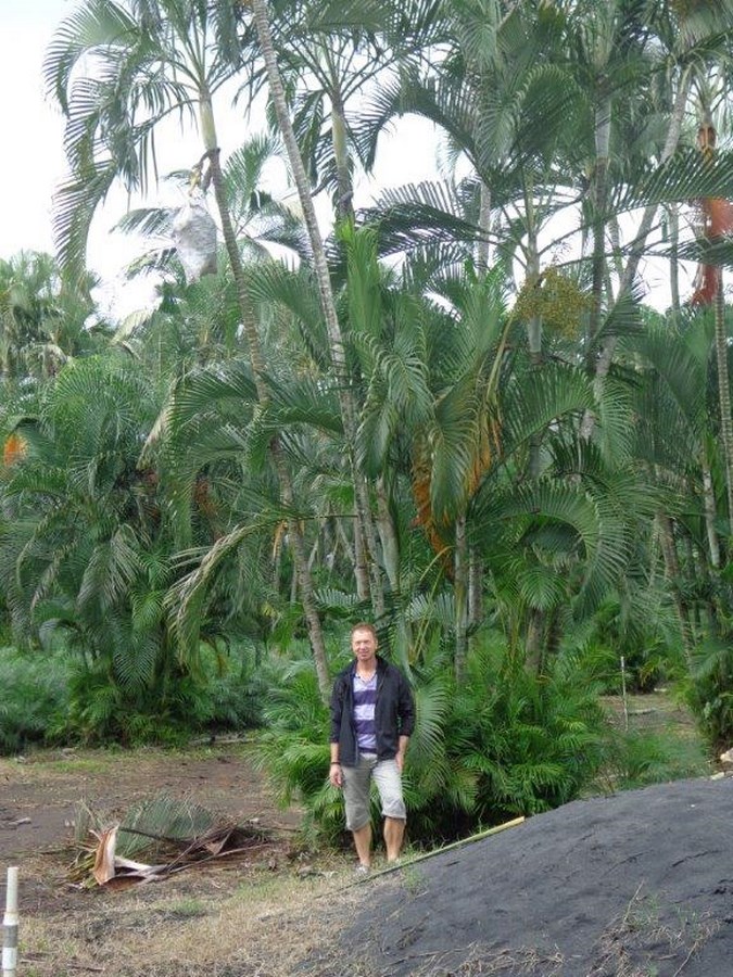 inspection palm seeds production field