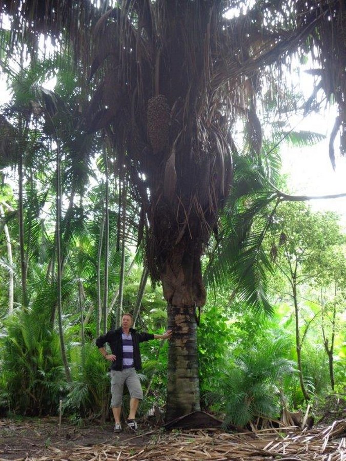 inspection palm seeds production field