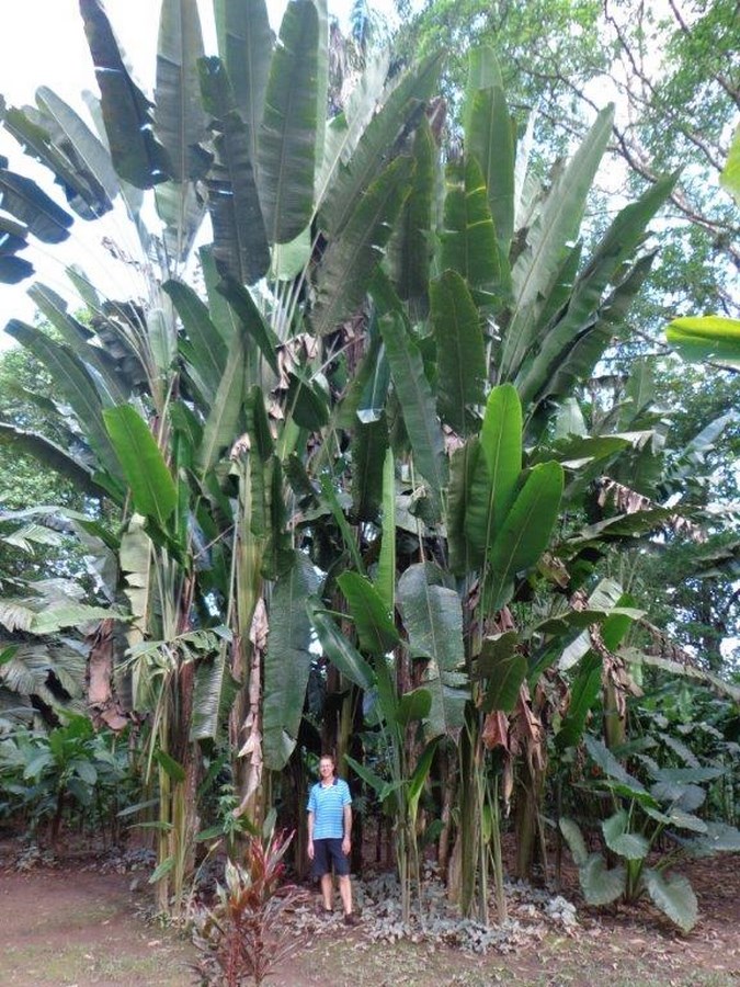 inspection palm seeds production field