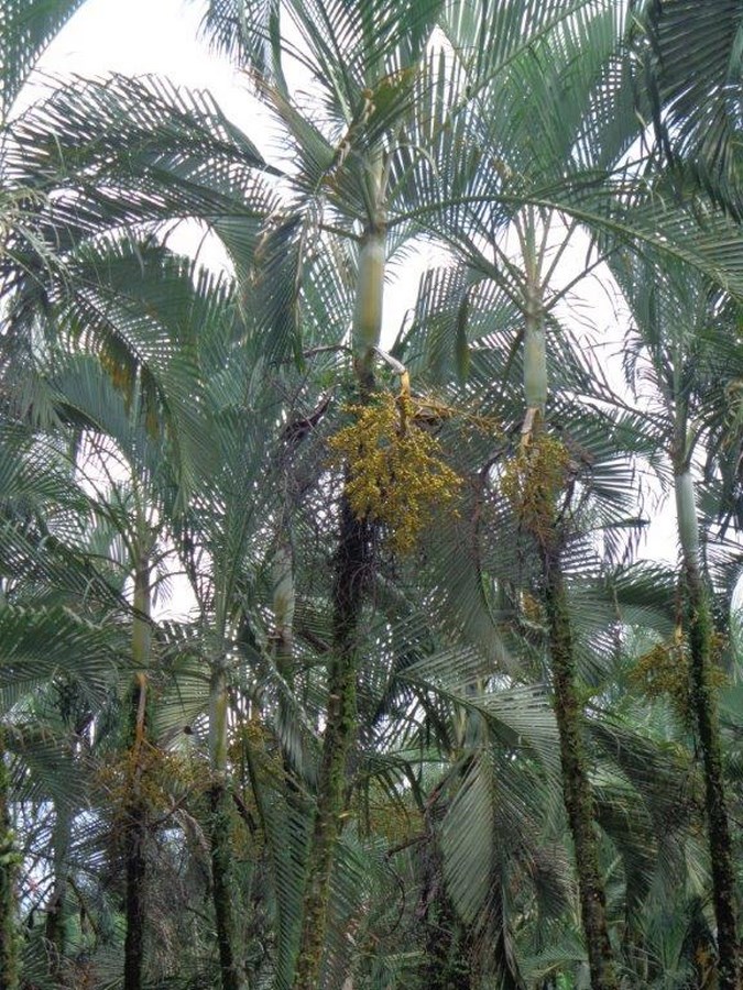 inspection palm seeds production field