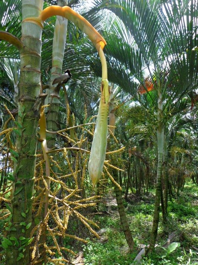 inspection palm seeds production field