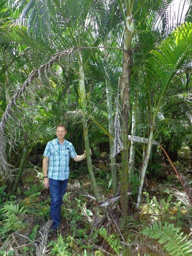 inspection palm seeds production field