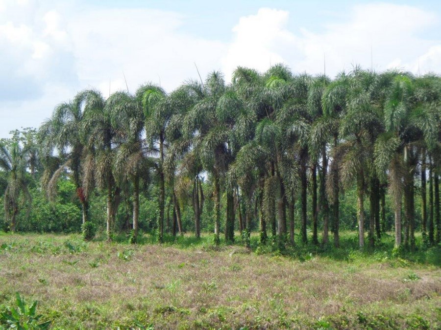 inspection palm seeds production field