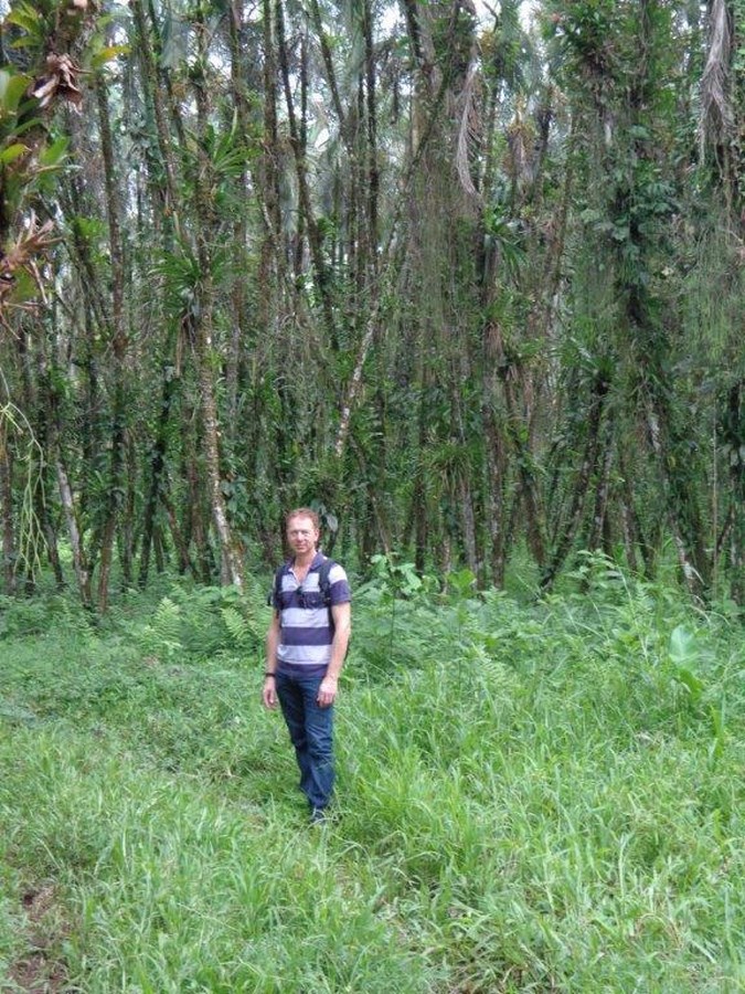 inspection palm seeds production field