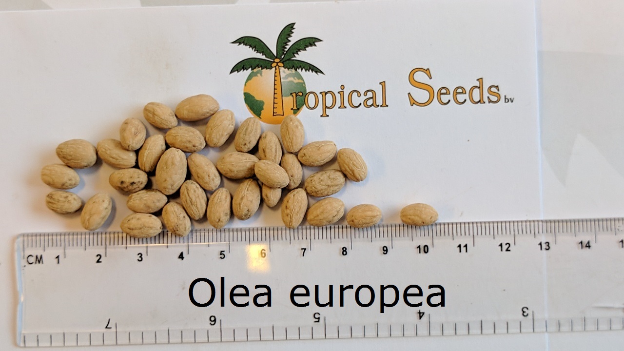 Tropical Seeds BV Global trader of quality seeds