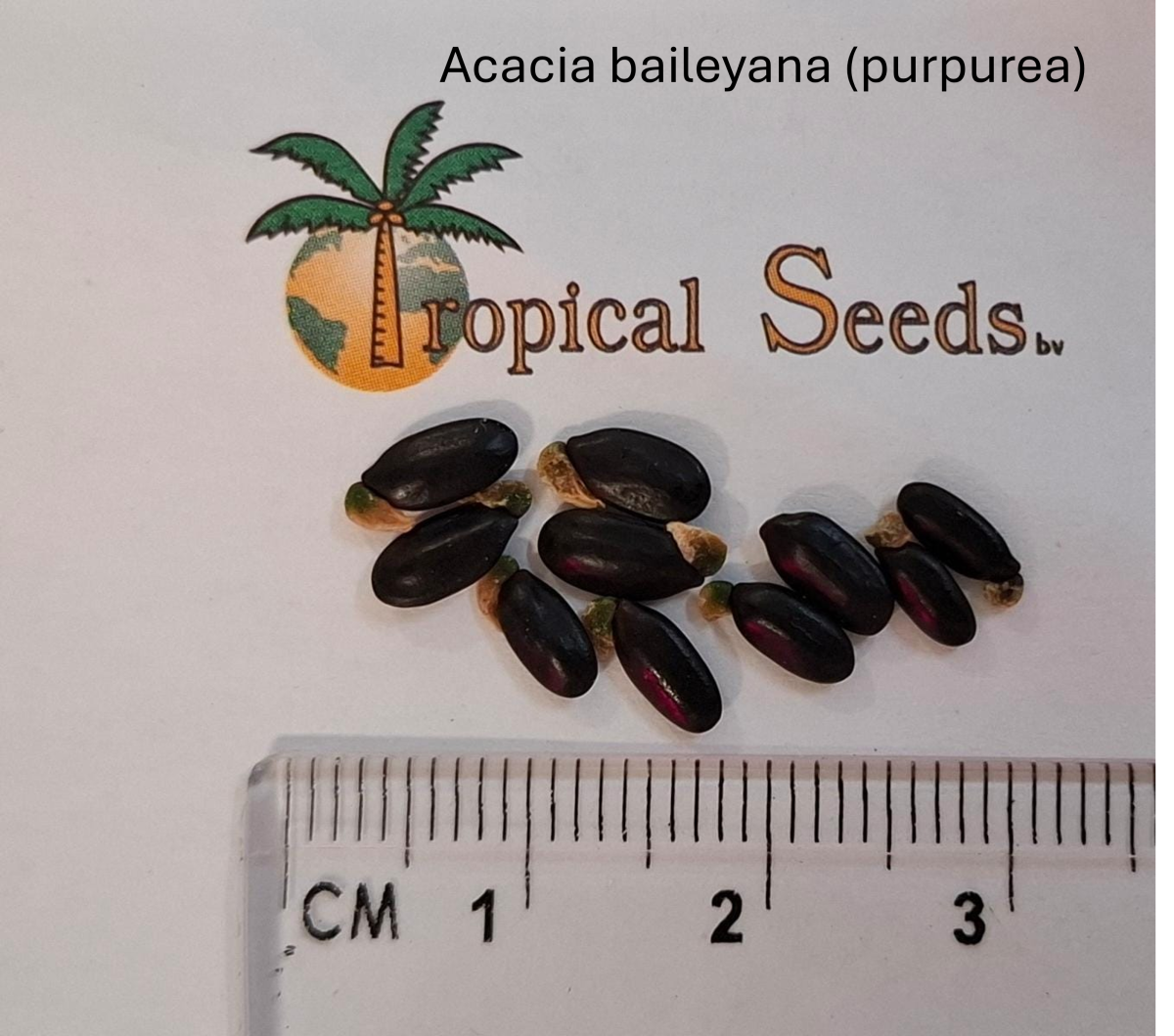 Acacia baileyana (purpurea)