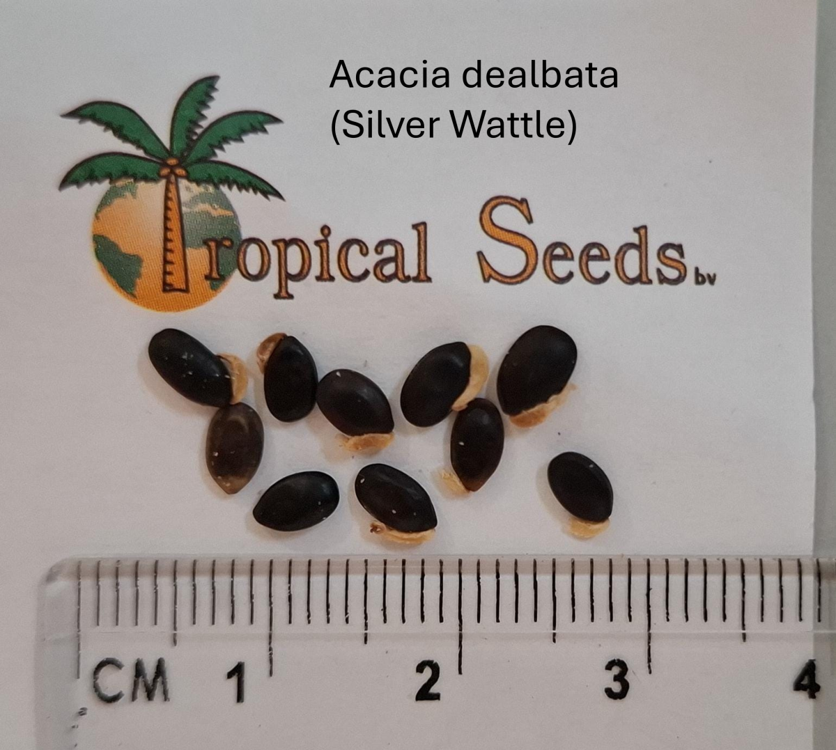 Acacia dealbata (Silver Wattle)