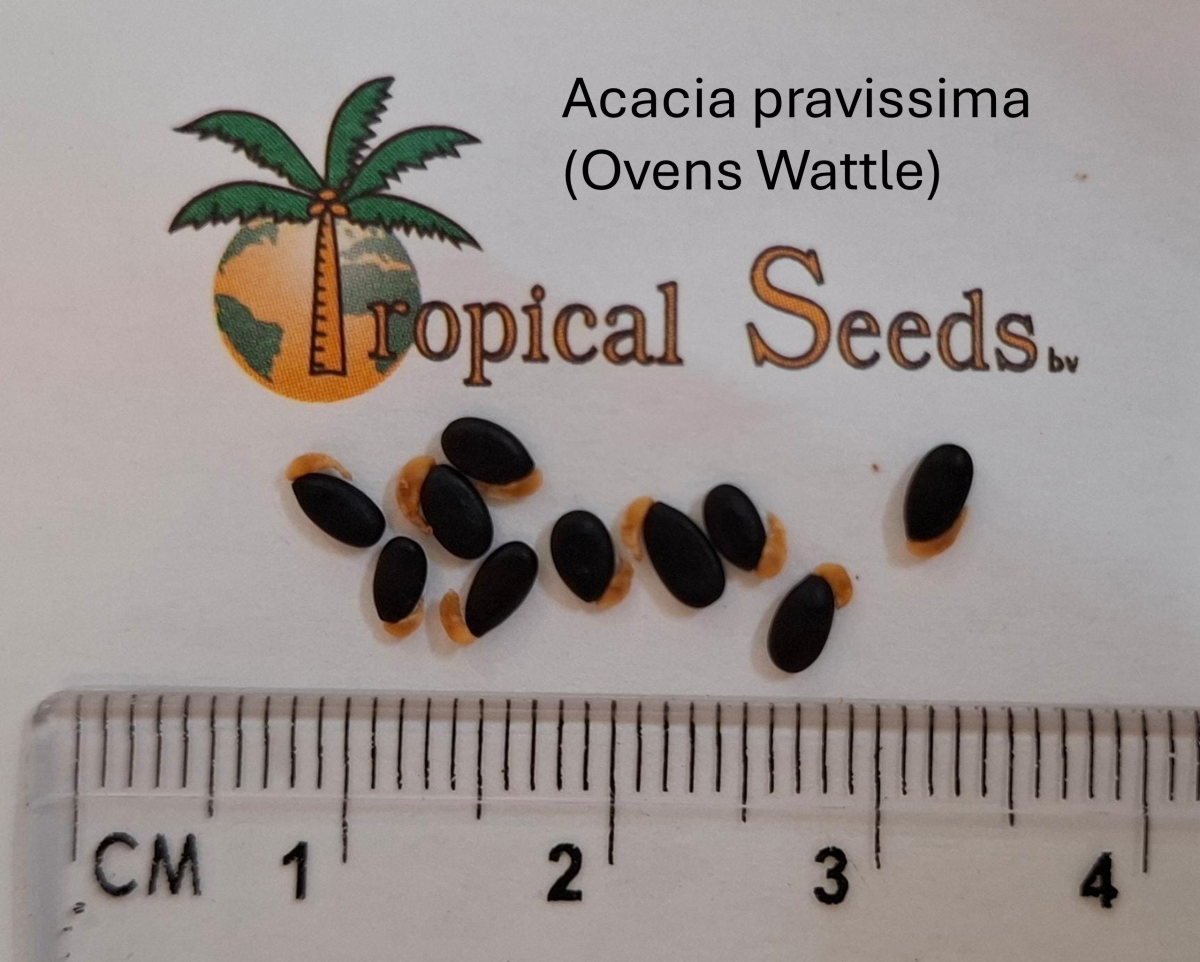 Acacia pravissima (Ovens Wattle)