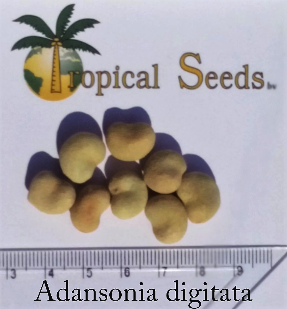 Adansonia digitata 种子