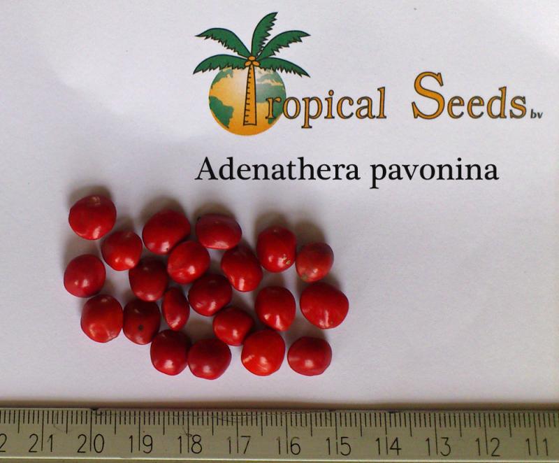 Adenanthera pavonina 种子