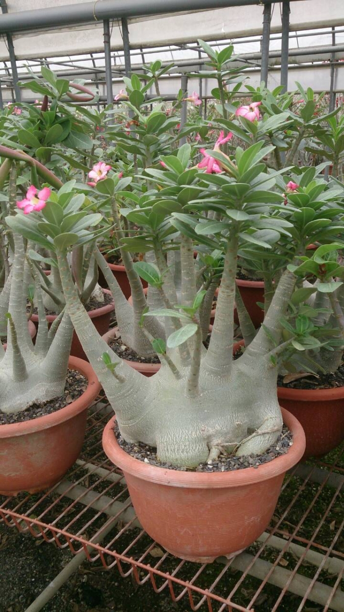 Adenium obesum / 10 graines Rose du désert Sabi Star -  France