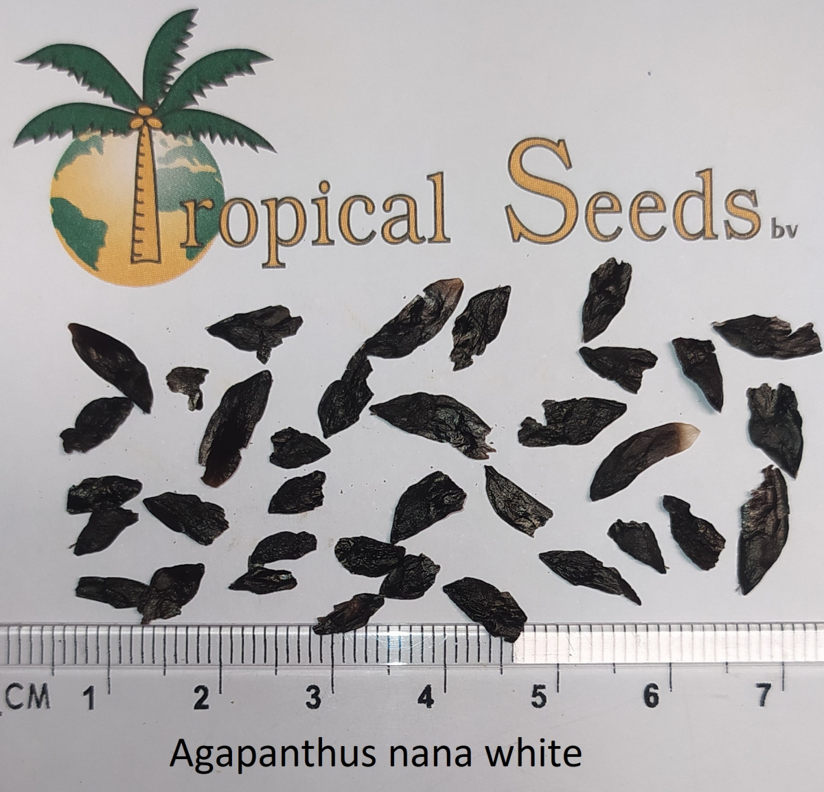 Agapanthus nana white 种子