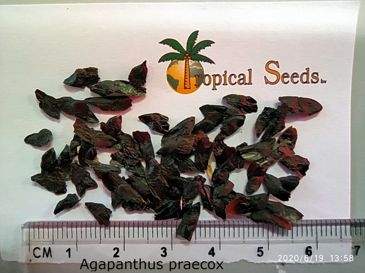 Agapanthus praecox white Seeds