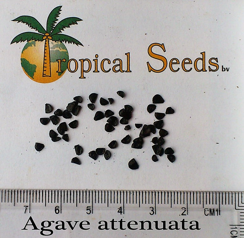 Agave attenuata Seeds