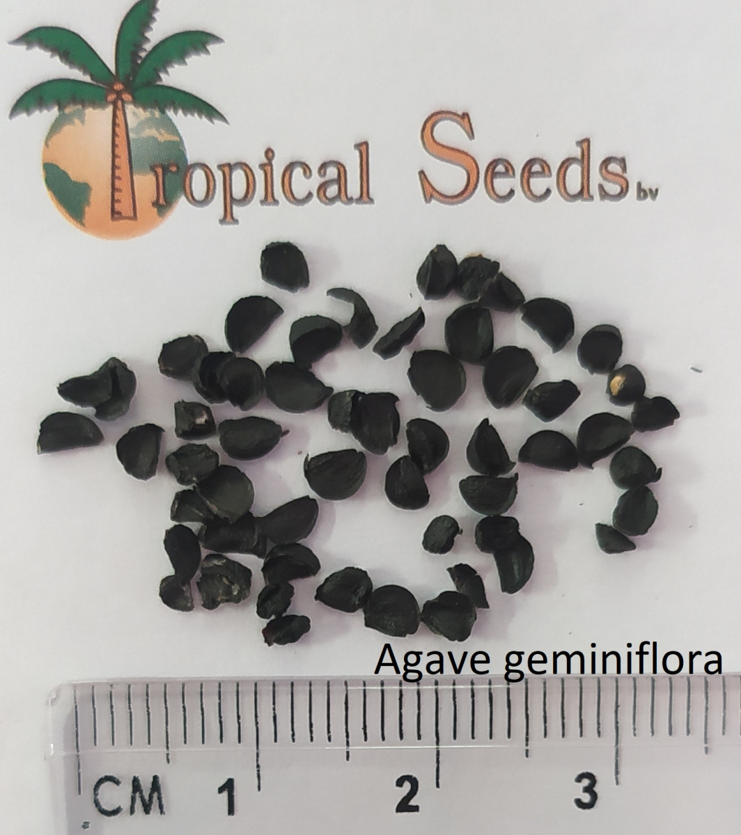 Agave geminiflora Seeds
