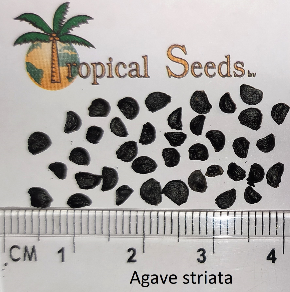 Agave striata Seeds