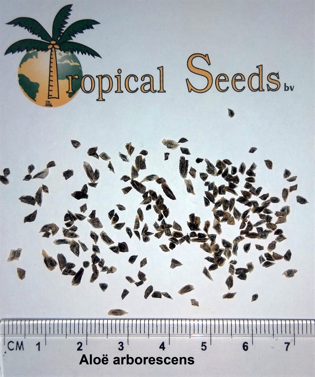 2000 semillas Seeds Erica australis Brezo rubio