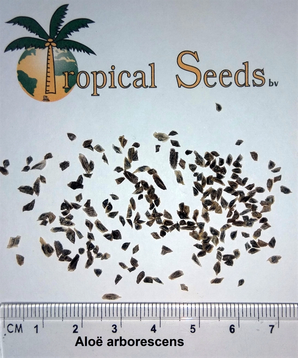 Aloë arborescens Seeds