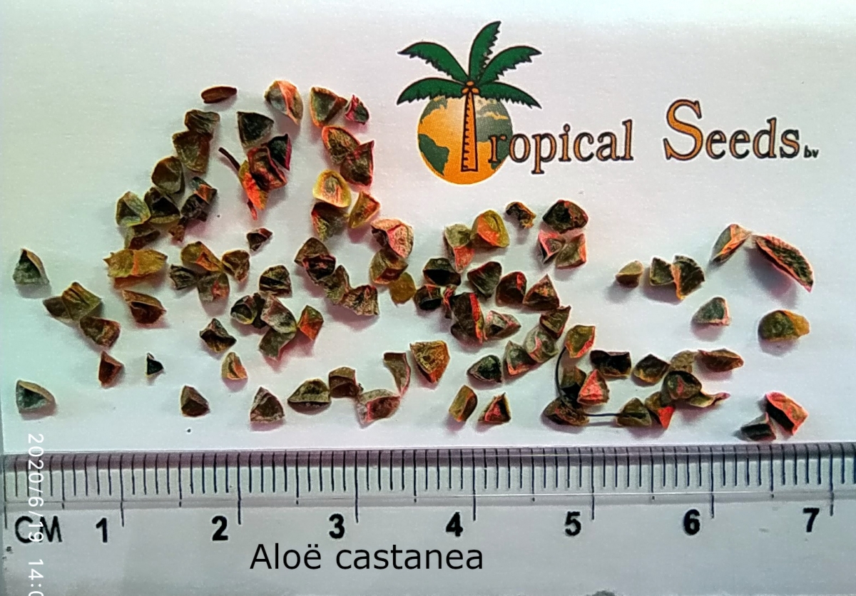 Aloë castanea 种子