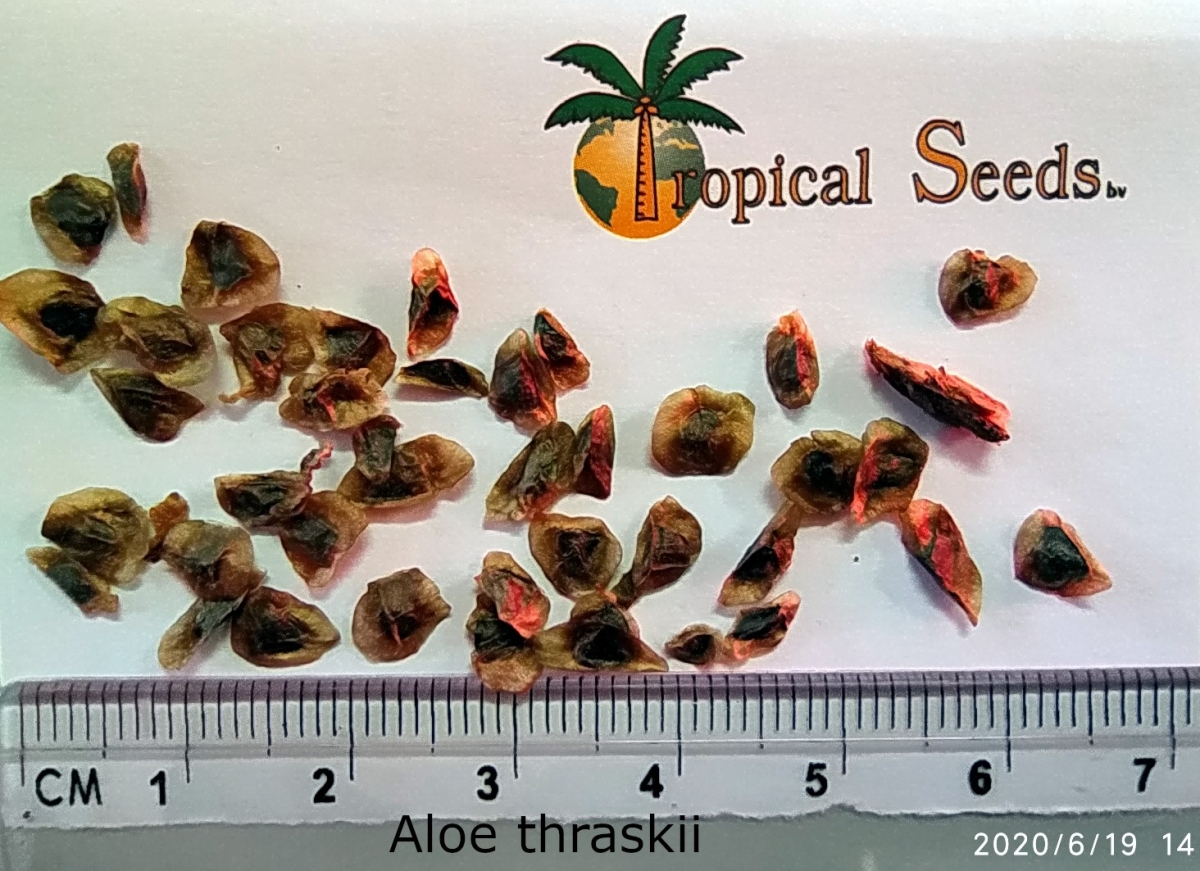 Aloë thraskii Seeds