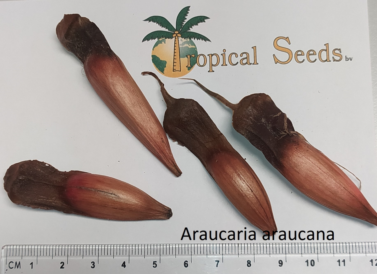 Araucaria araucana 种子