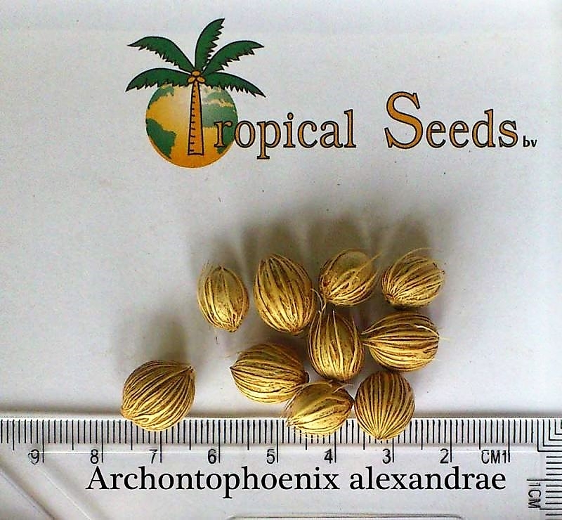 Archontophoenix alexandrae Seeds