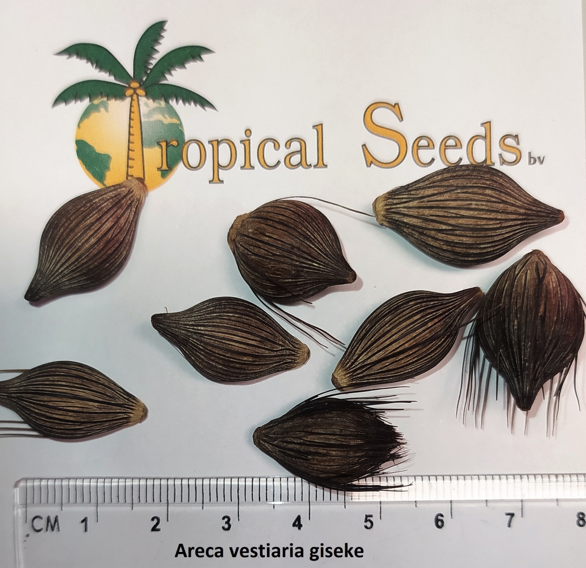 Areca vestiaria giseke Seeds