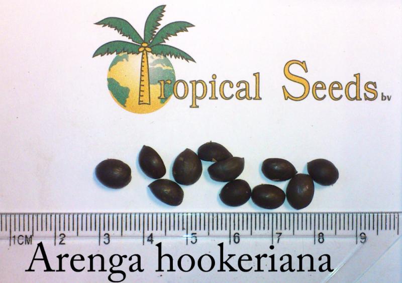 Arenga hookeriana Seeds
