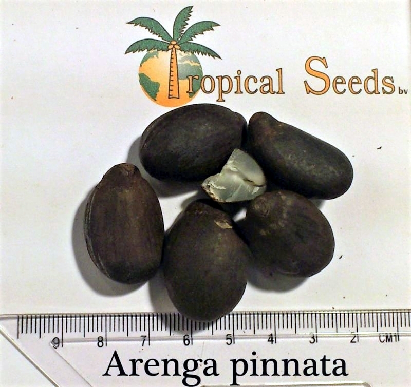 Arenga pinnata 种子