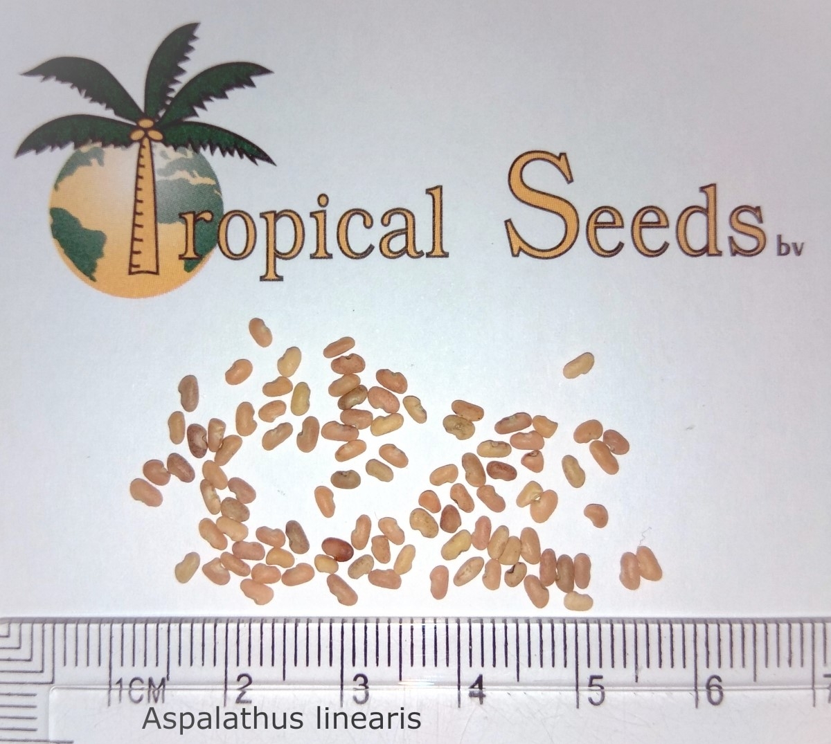 Aspalathus linearis Seeds