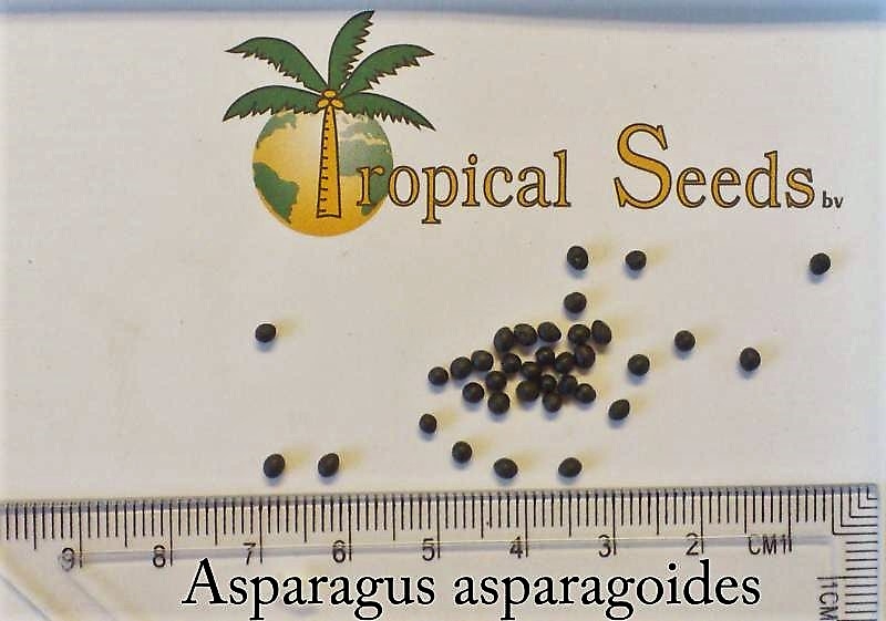 Asparagus asparagoides Seeds