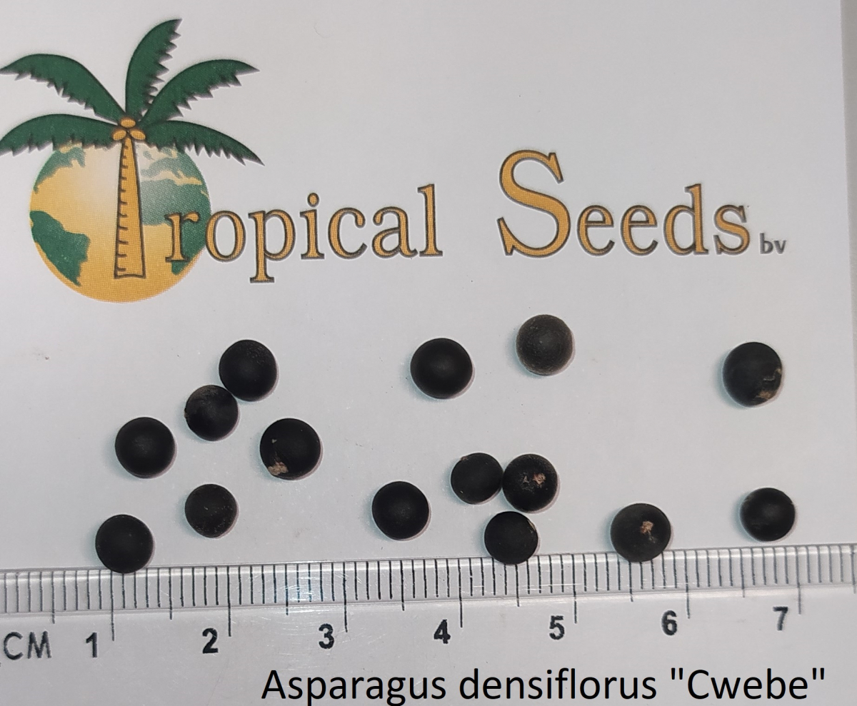 Asparagus densiflorus 'Cwebe' Seeds