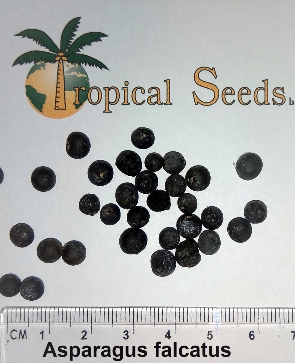 Asparagus falcatus Seeds