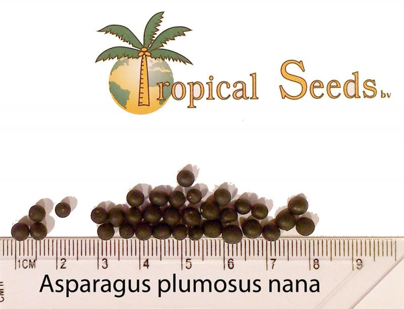 Asparagus plumosus nana Seeds