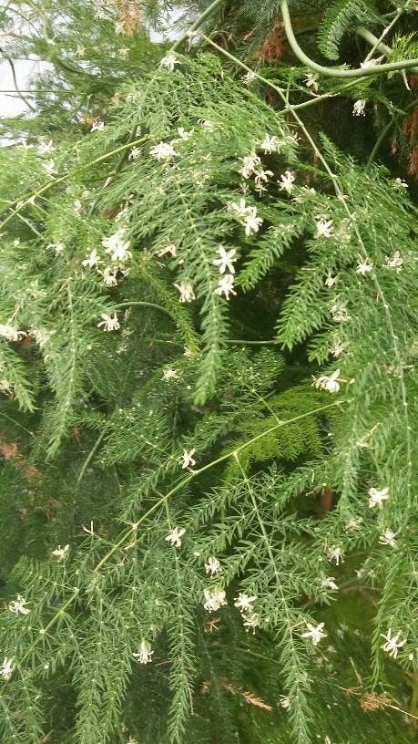 Asparagus Plumosus Nana 'Lace Fern