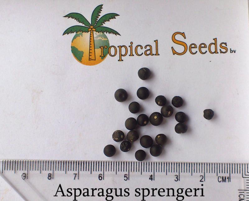 Asparagus sprengeri Seeds