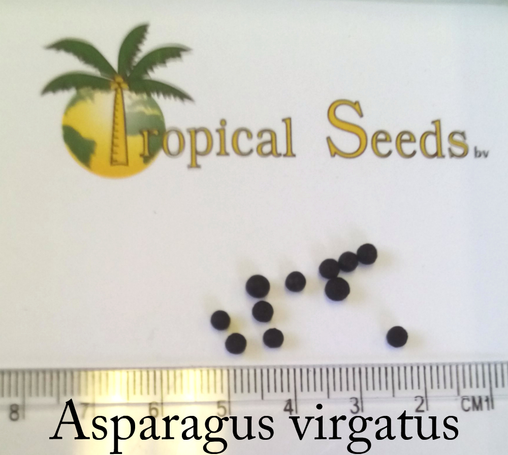 Asparagus virgatus Seeds
