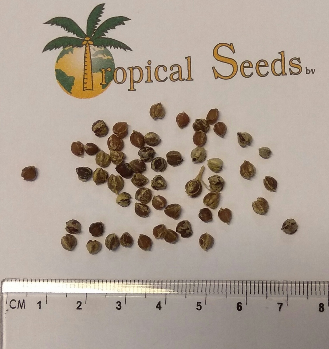 Beaucarnea guatemalensis Seeds