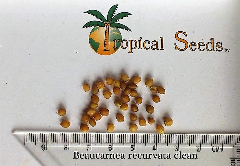 Beaucarnea recurvata clean 种子