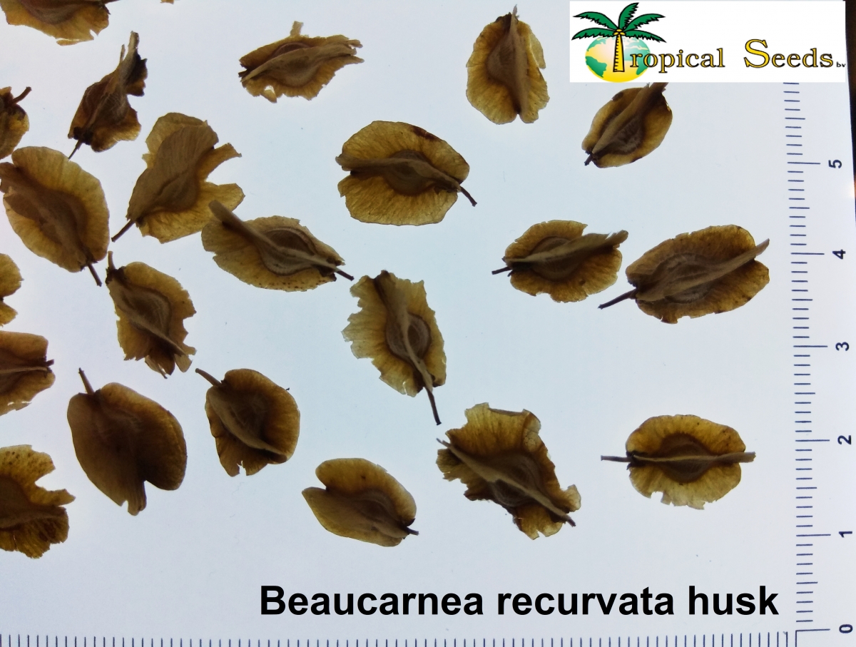 Beaucarnea recurvata husk Seeds